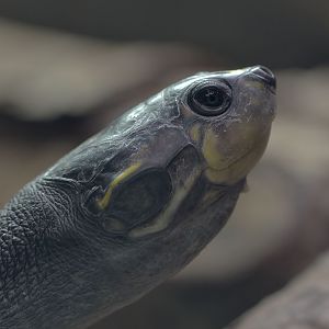 Yellow-spotted Amazon river turtle