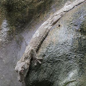 Giant leaf-tailed gecko