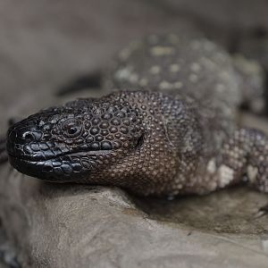 Beaded lizard