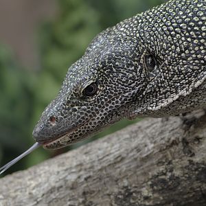 Mangrove monitor