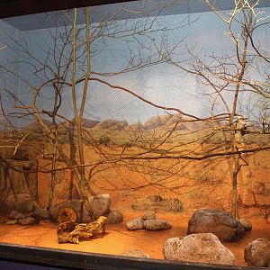 Kookaburra Exhibit - Australia House