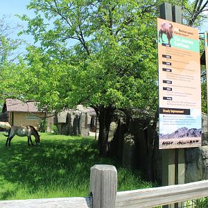 Strange Looking Camels!