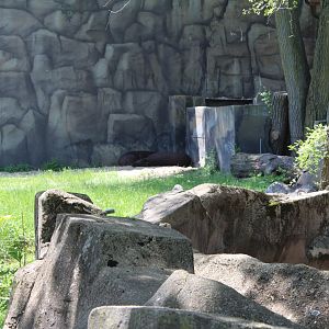 Sleeping Lowland Tapirs - Pachyderm House