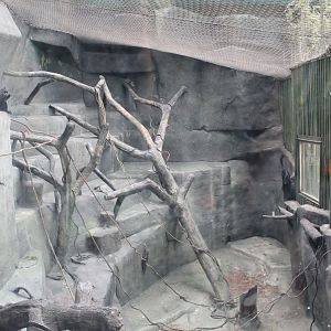 Black-Crested Mangeby Exhibit - Tropic World