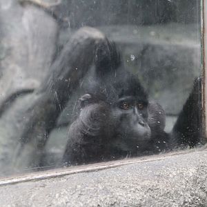 Black-Crested Mangeby