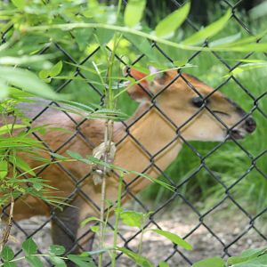 Red-Flanked Duiker