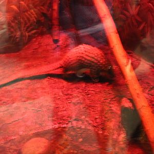 Tree Pangolin on the Move