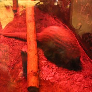 Tree Pangolin on the Move