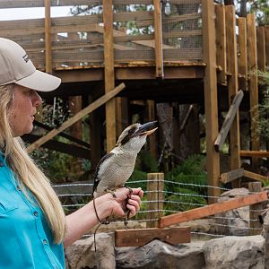 Animal ambassador - kookaburra