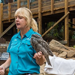Animal ambassador - tawny frogmouth