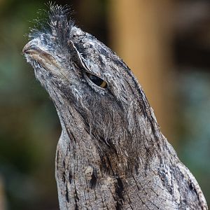 Animal ambassador - tawny frogmouth