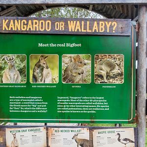 Macropod educational graphics