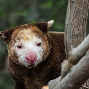 Matschie's tree kangaroo (male)