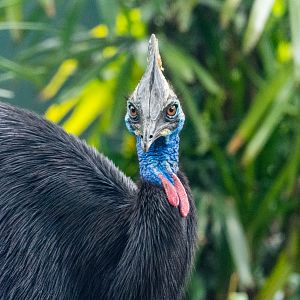 Southern cassowary (male)