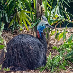 Southern cassowary (male)