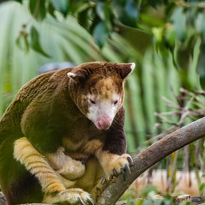 Matschie's tree kangaroo (male)