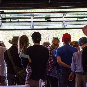 Tree kangaroo viewing