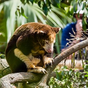 Matschie's tree kangaroo (male)