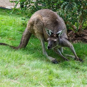 Western gray kangaroo