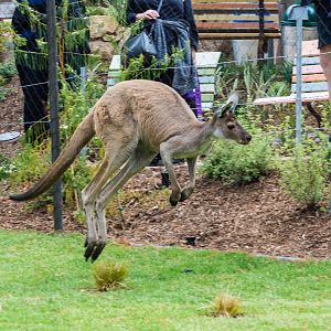 Western gray kangaroo