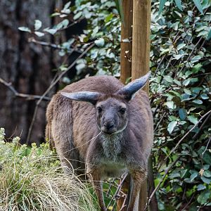 Western gray kangaroo