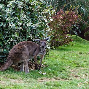 Western gray kangaroo