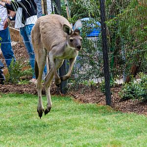Western gray kangaroo
