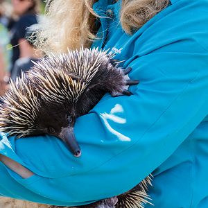 Animal ambassador - echidna