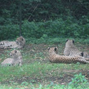 Cheetahs