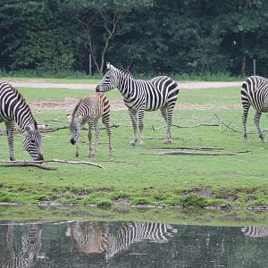 Plain zebras with foal