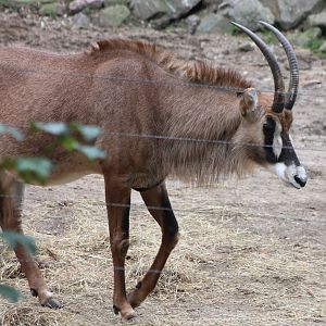 Roan antilope
