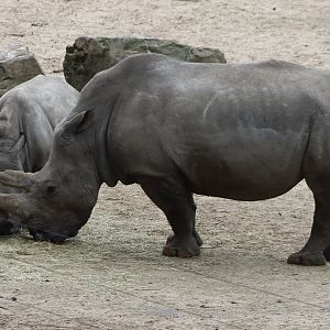 Southern white rhinoceros
