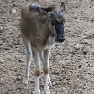 Eastern white-bearded gnu-calf