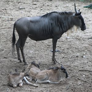 Eastern white-bearded gnu with calfs