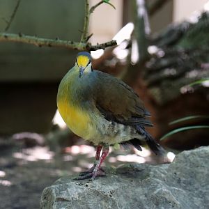 Sulawesi ground dove (Gallicolumba tristigmata)