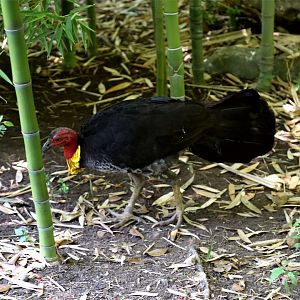 Australian brushturkey (Alectura lathami)