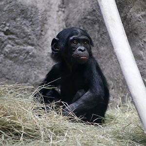 Bonobo