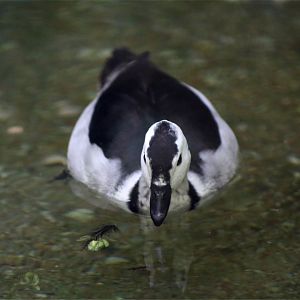 Cotton pygmy goose (Nettapus coromandelianus)