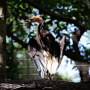 Storm's stork (Ciconia stormi)