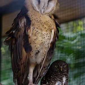 Eastern grass owl, Asian barred owlet