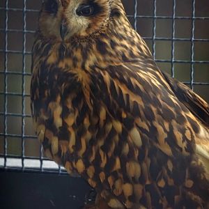 Marsh owl