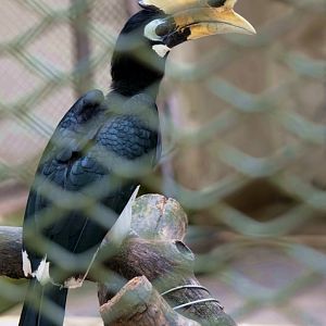 Malabar pied hornbill