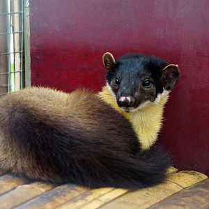 Yellow-throated marten