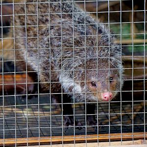 Crab-eating mongoose