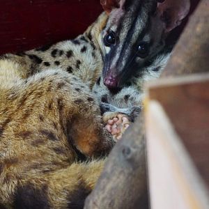 Owston's palm civet
