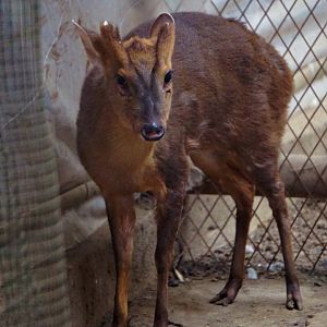 Reeves's muntjac