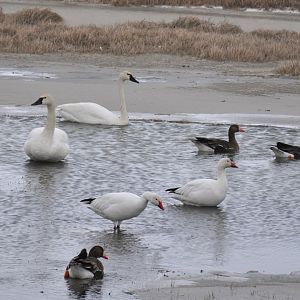 Tundra Swans, Snow Geese, Greater White-fronted Geese - Alaska