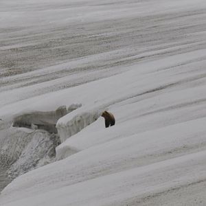Brown Bear - Alaska