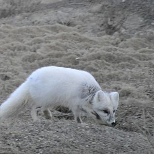 Arctic Fox - Alaska