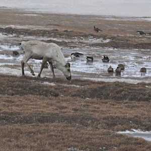 Caribou and Greater White-fronted Geese - Alaska
